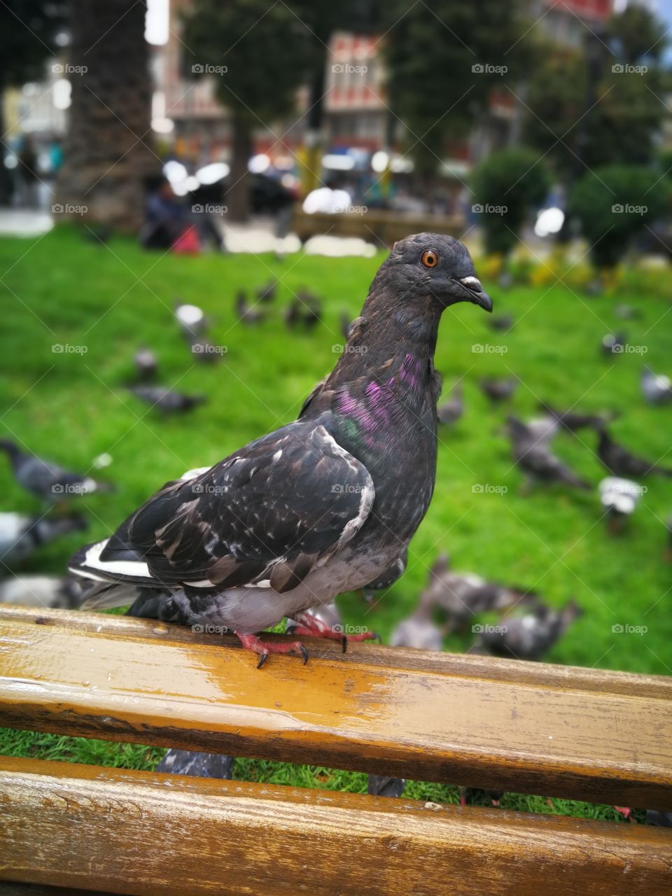 una paloma en la plaza victoria de valparaiso, Chile