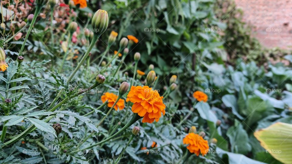 Beautiful flower, marigold