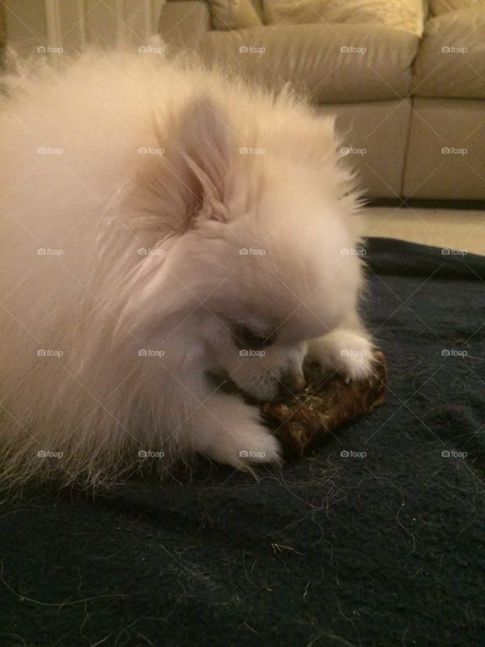Pomeranian chewing a dog chew