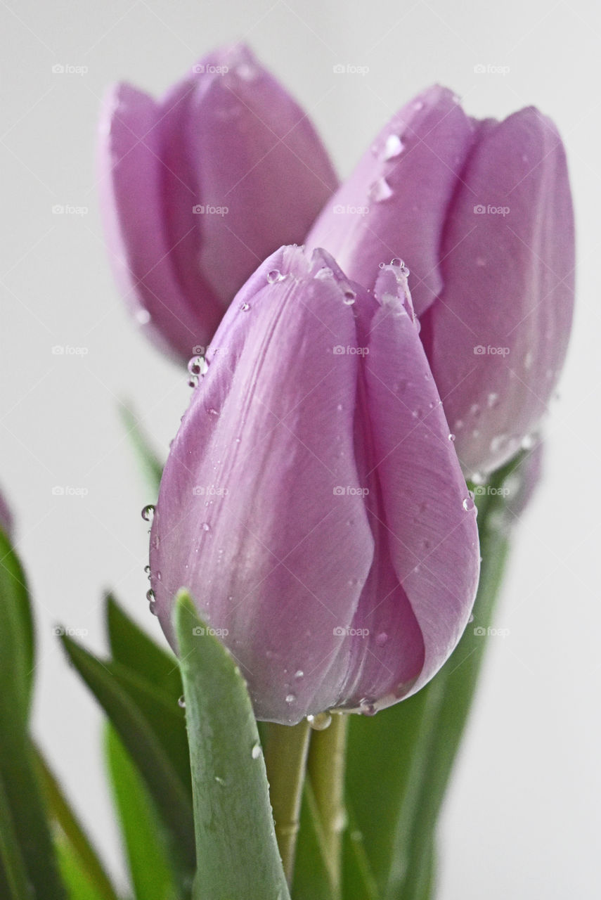 Purple tulips