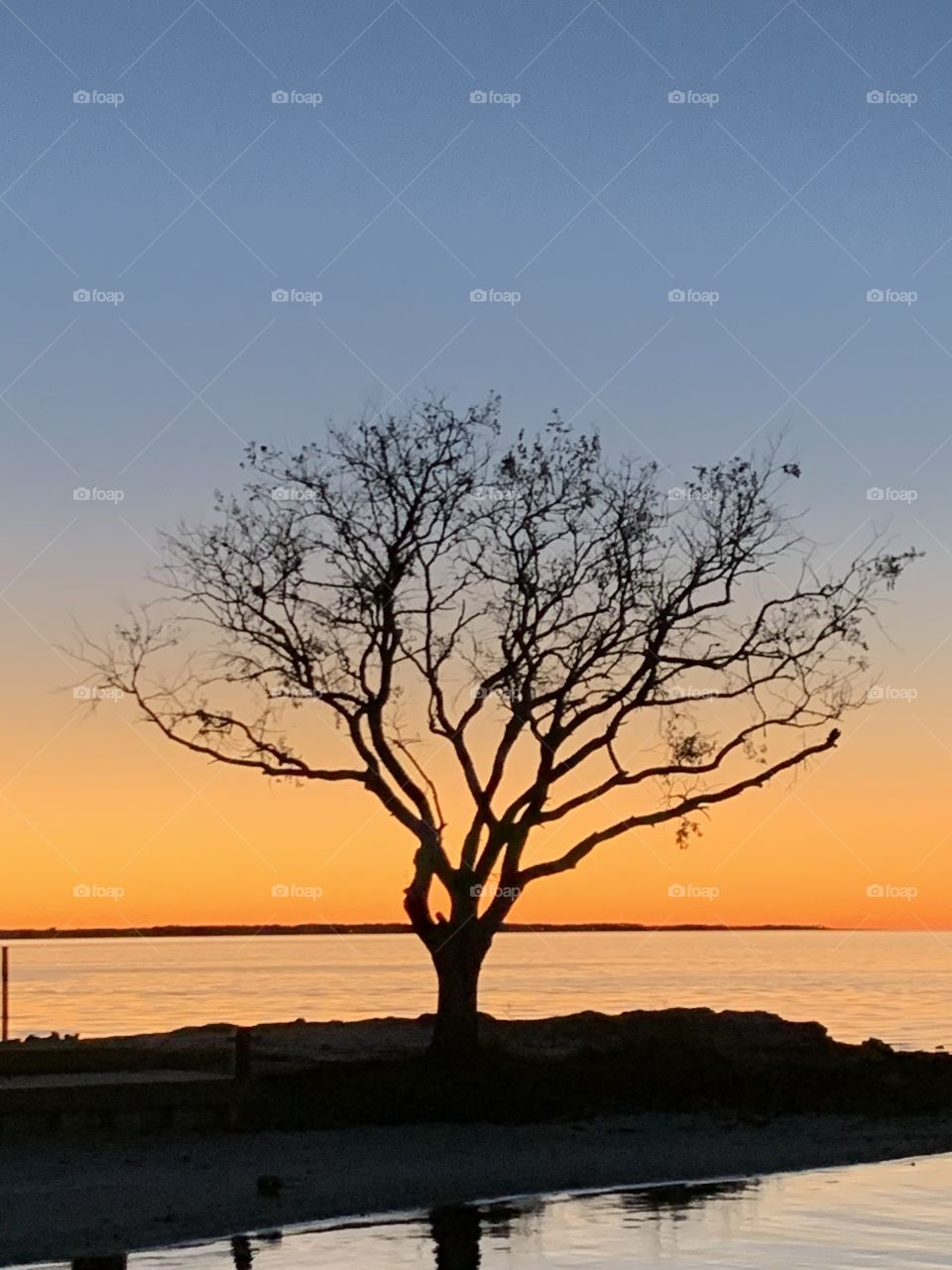 Tree on the  bay - Trees around us in the sunset are bold, brilliant, and rich in color. Trees are perennial plants with an elongated stems, orb trunks 