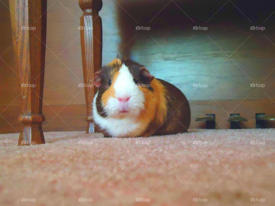 Portrait of guinea pig sitting in carpet