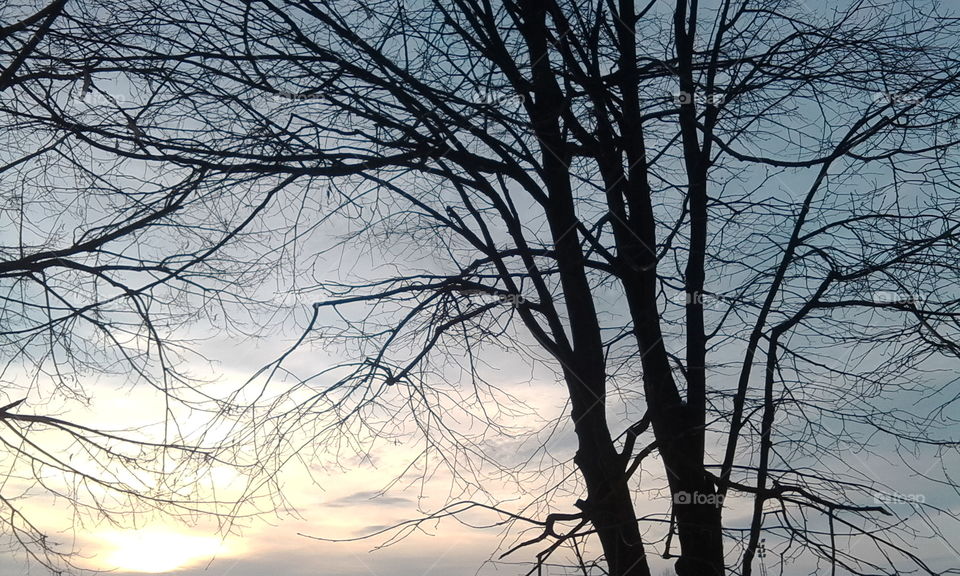 sunset, sun, sky, tree, nature,