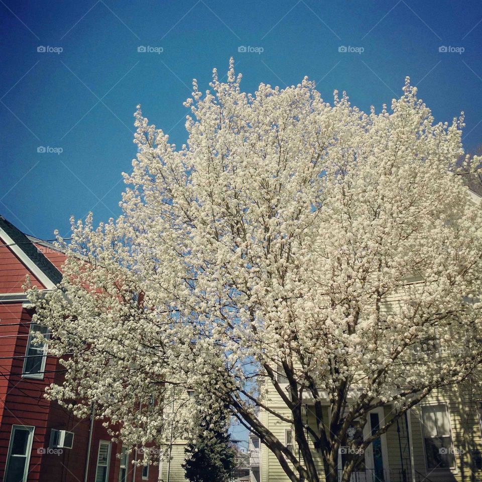 tree in blossom. Tree in Somerville MA