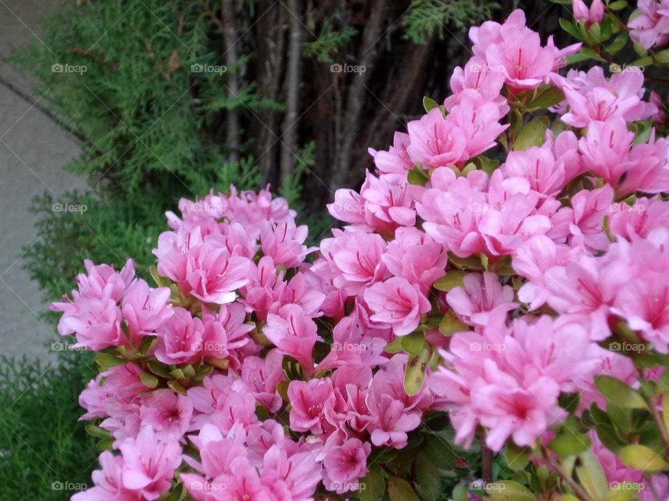 Pink shaded flowers in a cluster, good for the heart and soul.