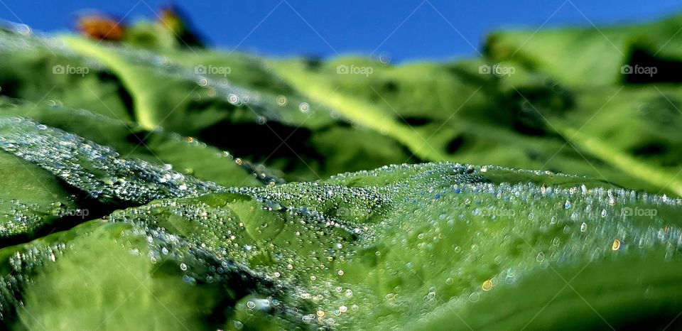 Morning dew collecting on a large taro leaf.
