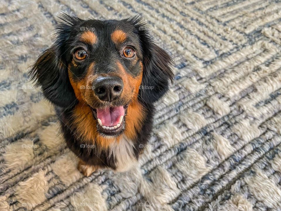 High angle view of a dachshund puppy looking up