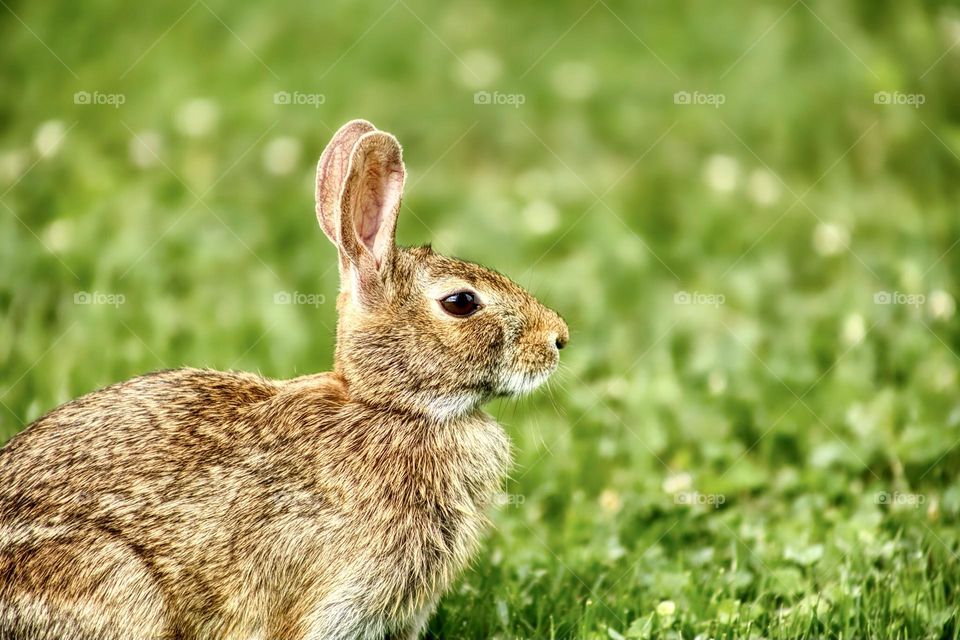 Wild bunny