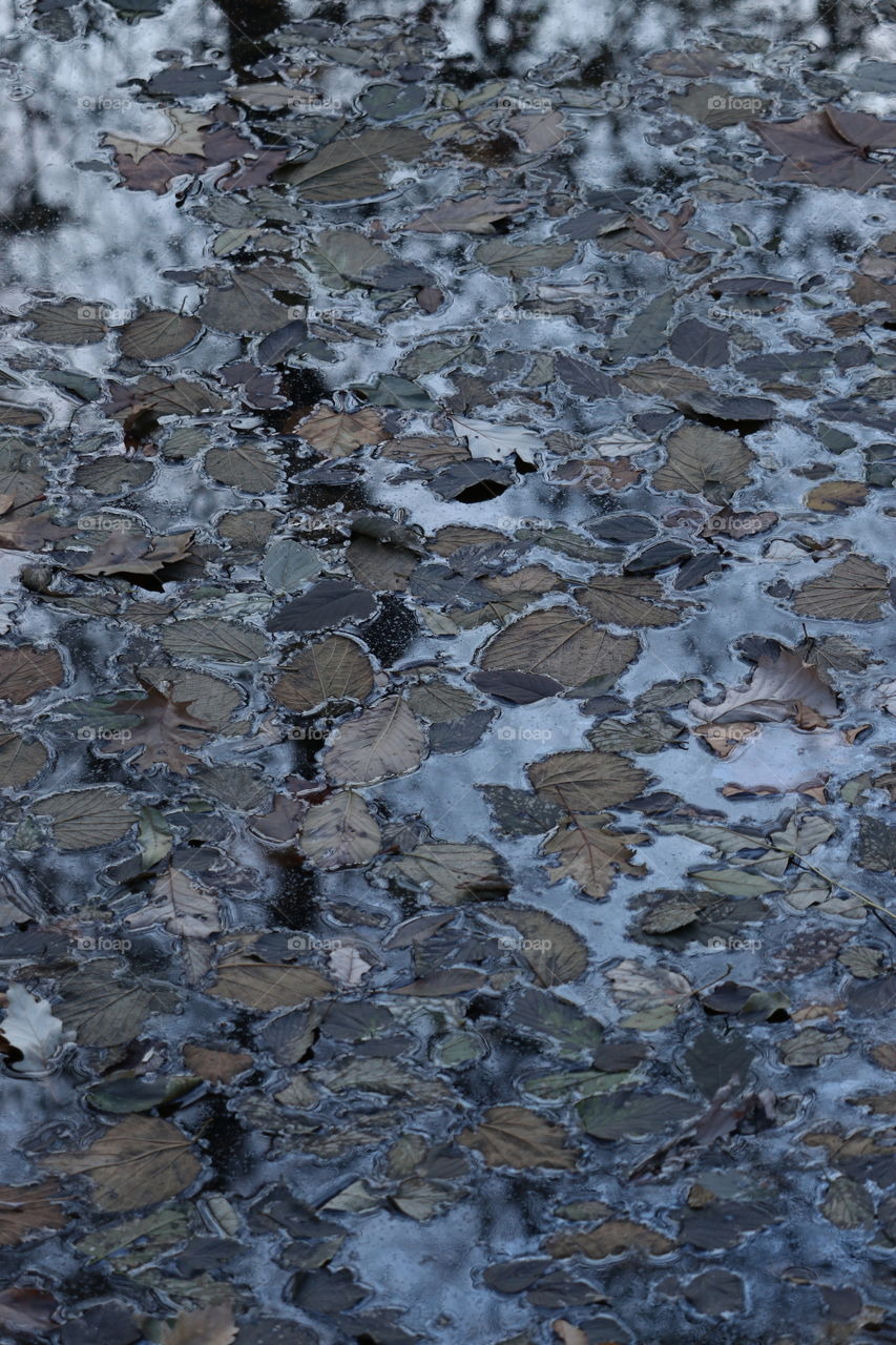 Autumn leaves in water. Reflections.