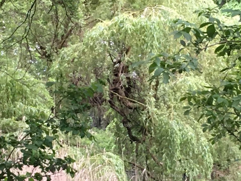 A lof of green leaves 