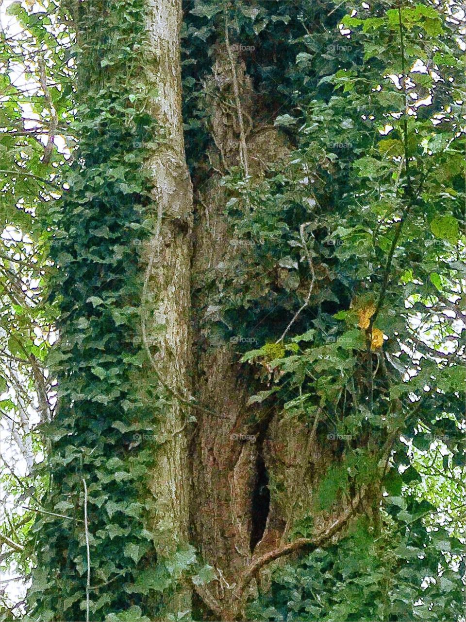 Very interesting tree trunk split down the middle
