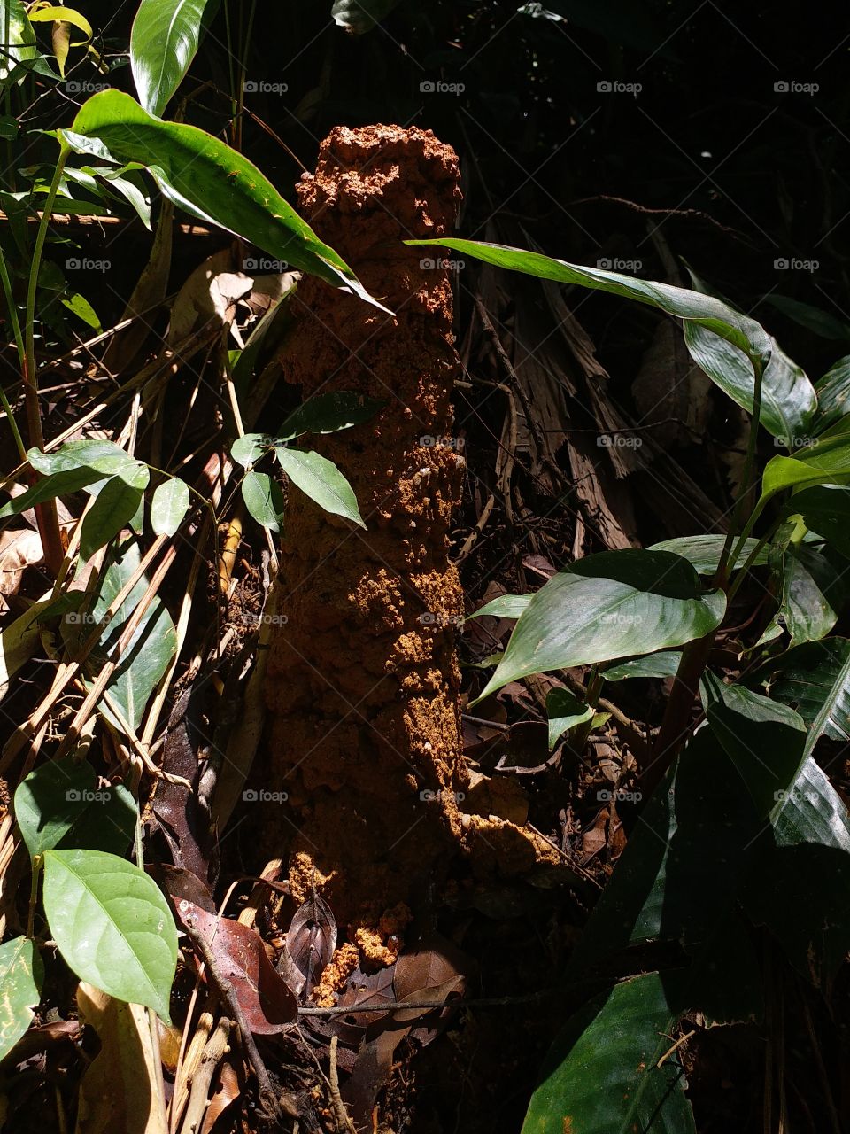 termite house.