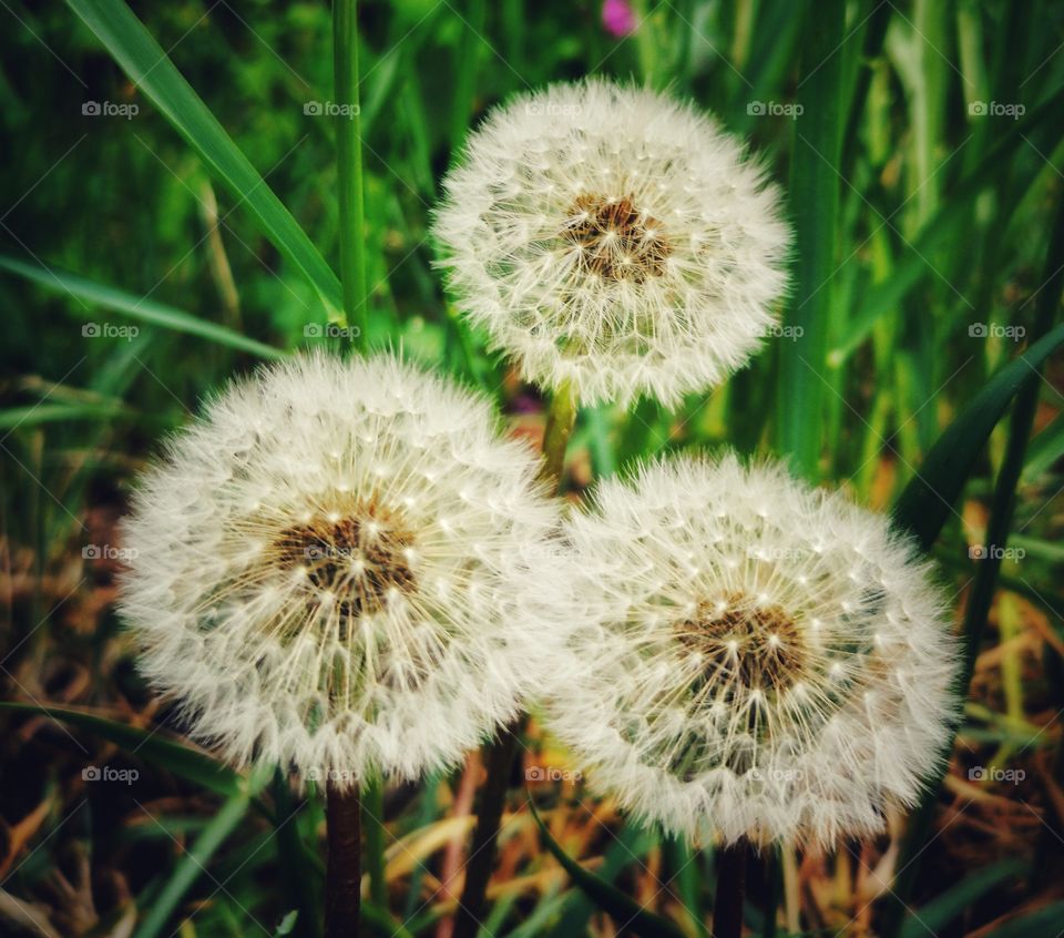 The Power of Three. Three dandelions