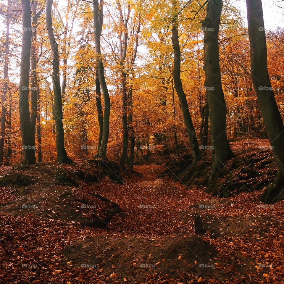 Scenic view of autumn trees