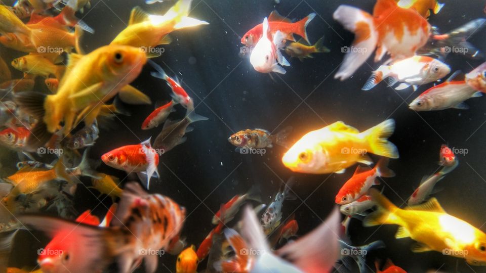 Goldfische Venlo Niederlande