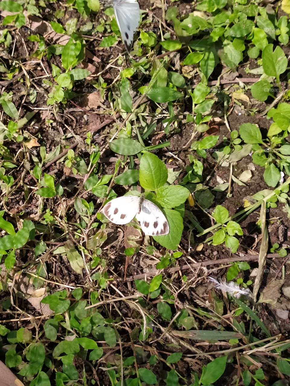 white butterfly with brown spots perched on a green plant