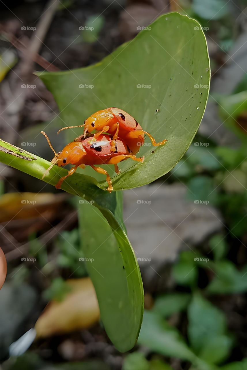 one of the happiest creatures in summer