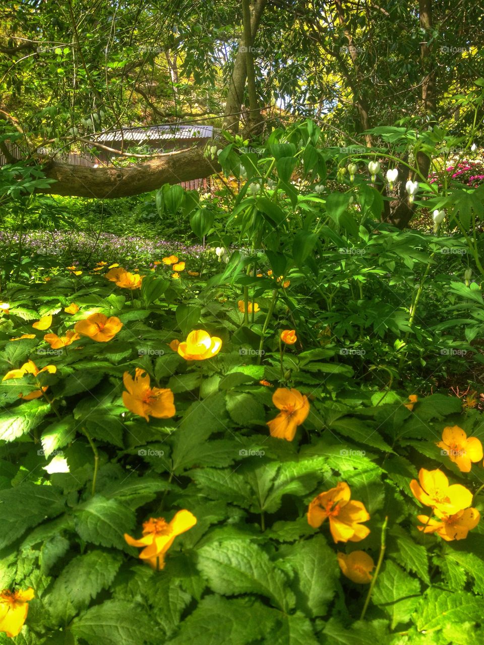 Yellow flowers 