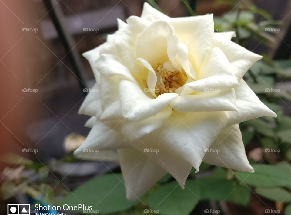 White roses, Peace, beautiful and elegant look