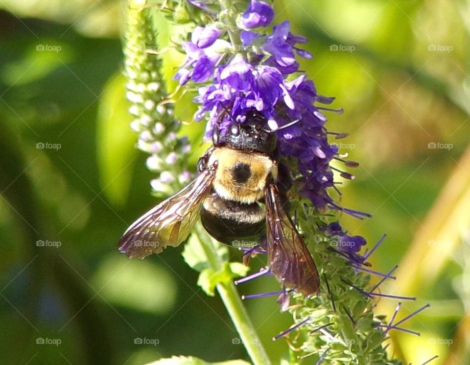 Beautiful bumble bee on a purple flower 
