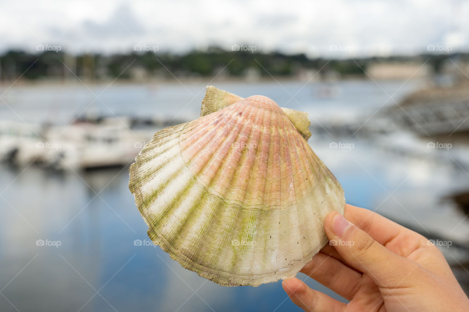 focus on a scallop