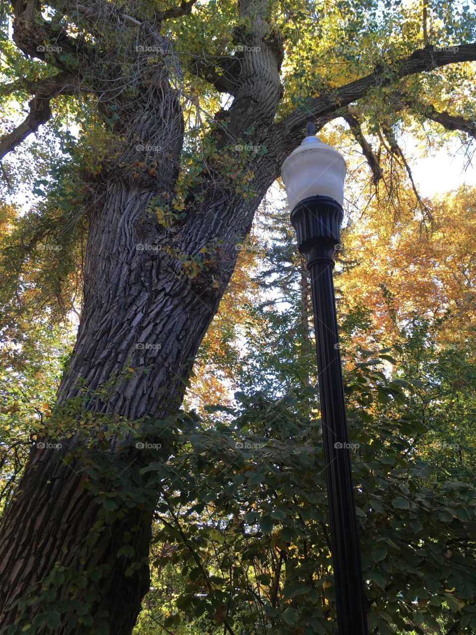 Lamp in garden park