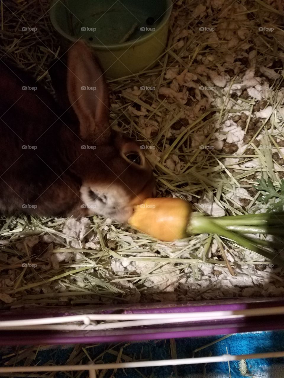 fluffy rabbit eating a fresh garden carrot