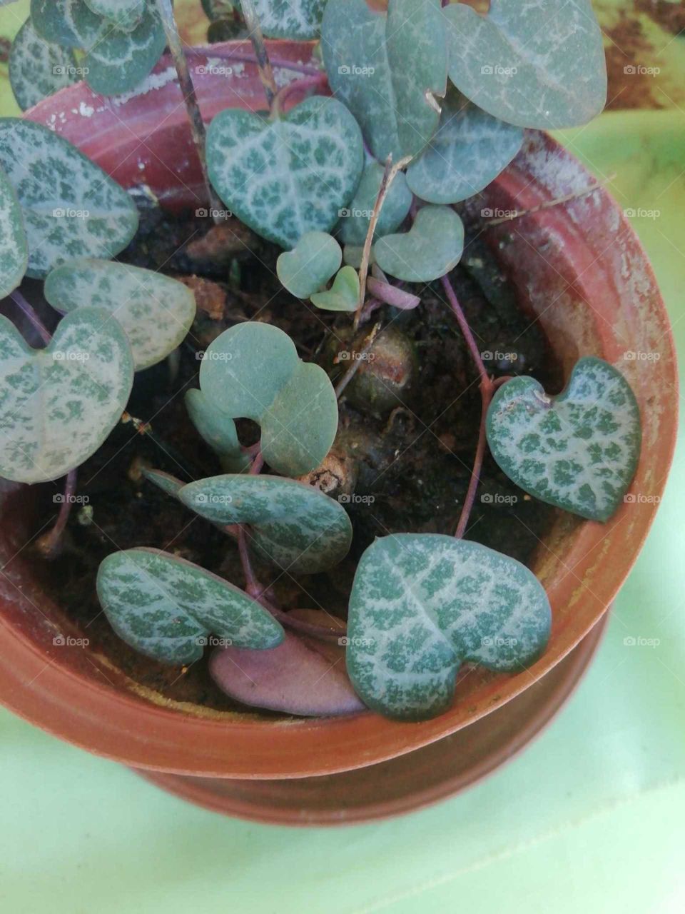Pot plant