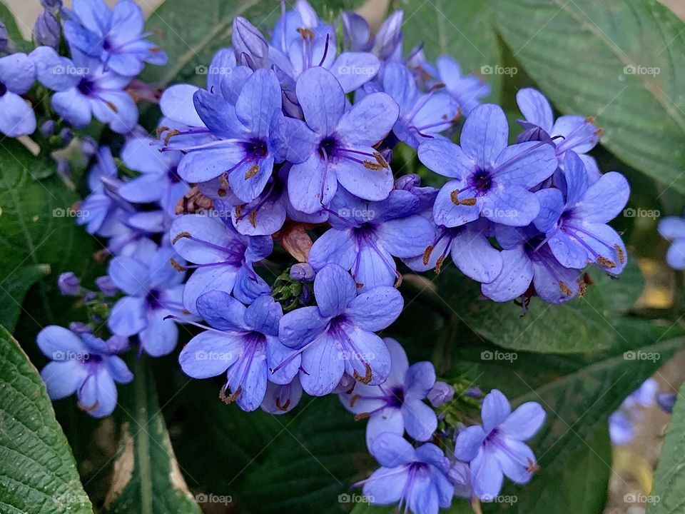 Magical Bright Gentian blue Sage Flowers