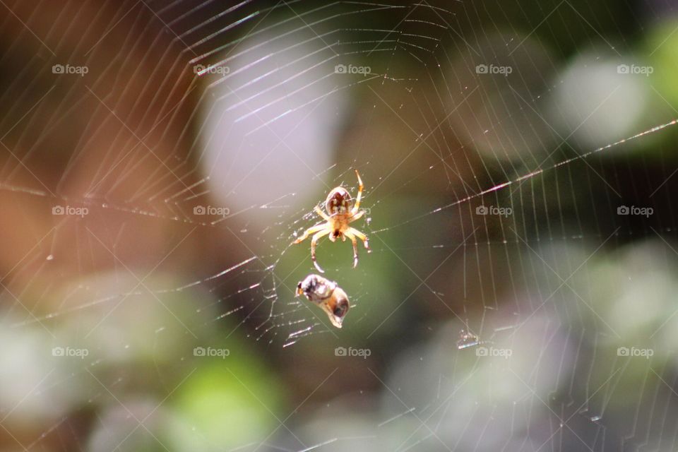 Spider with a bee in its web