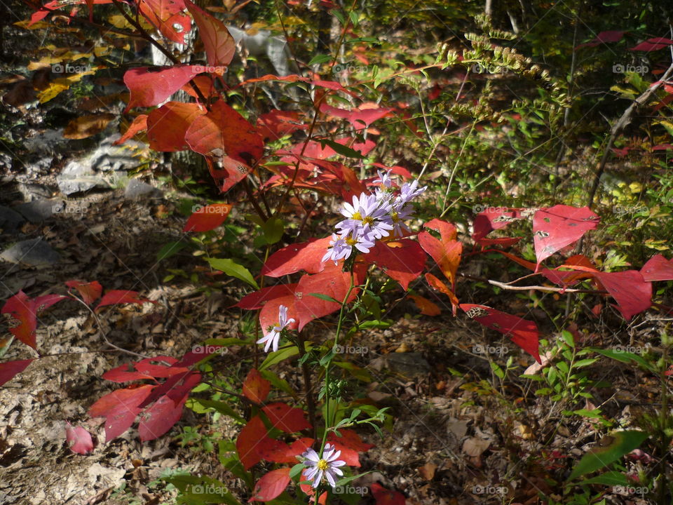 flowers