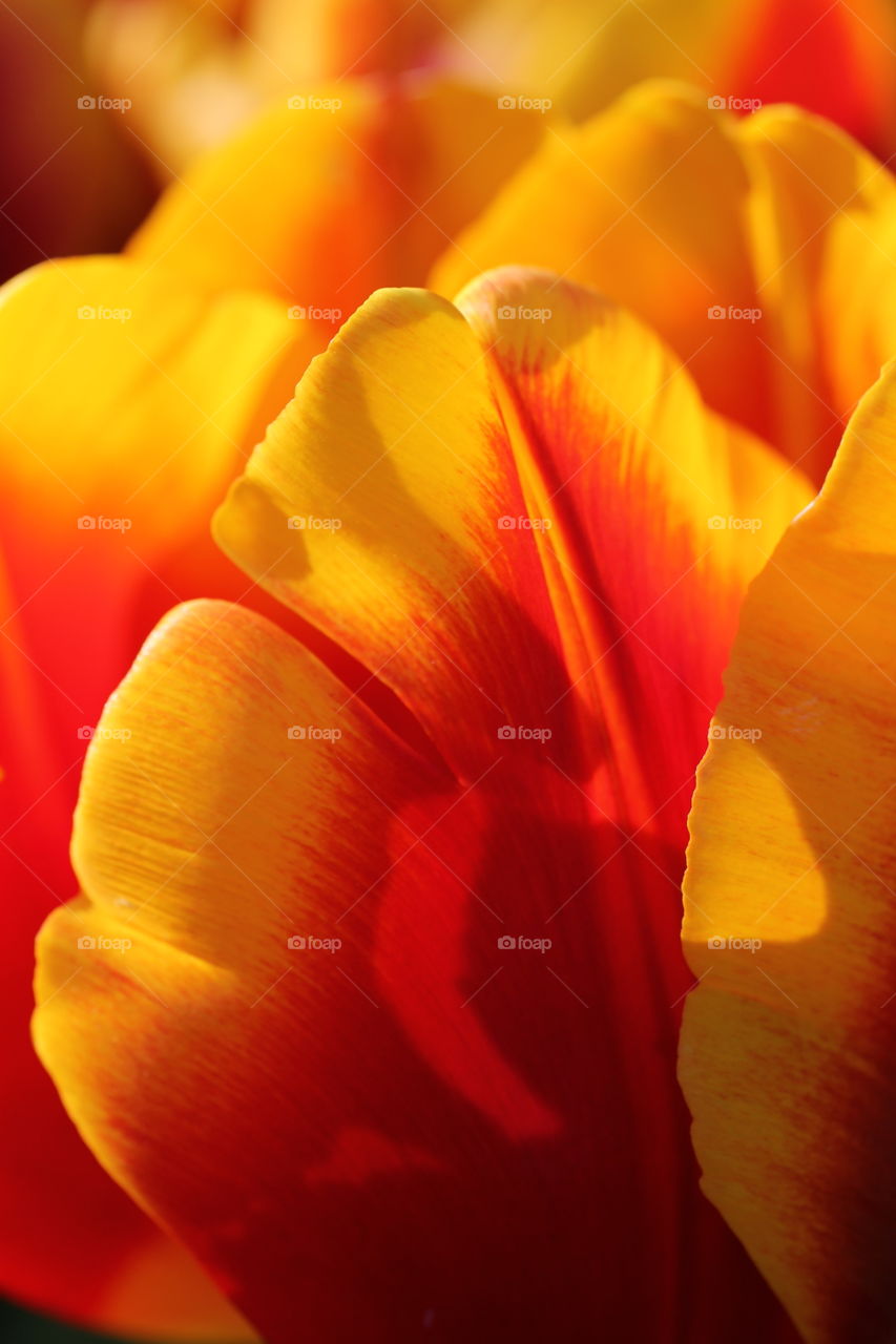 A tulip petal closeup
