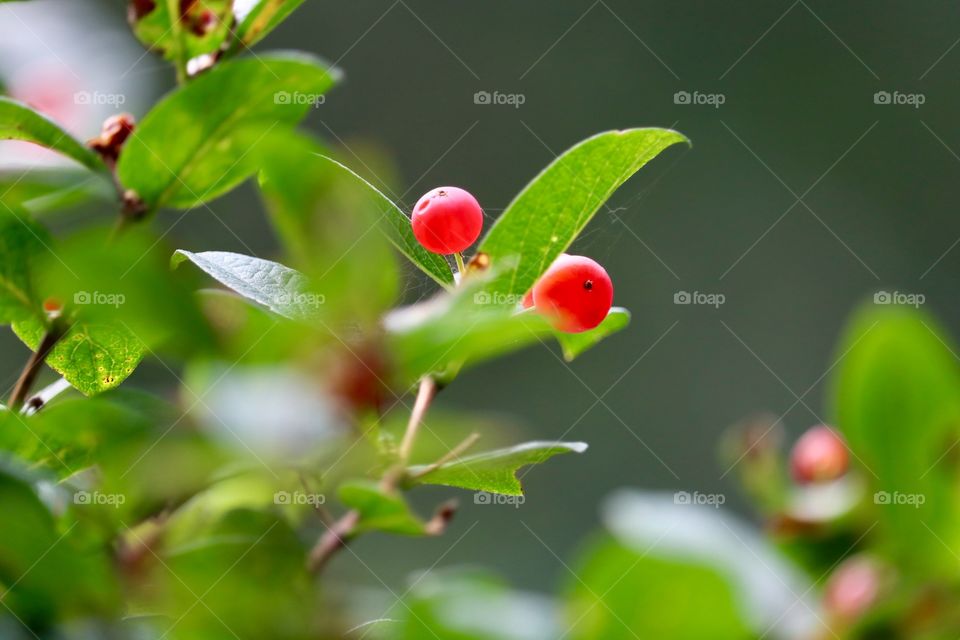 Wild chokecherries closeup outdoors