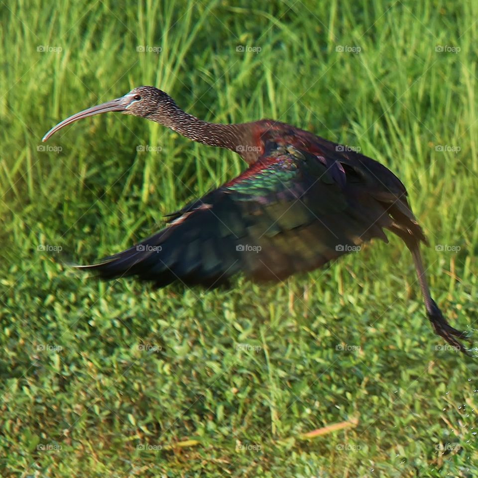 Glossy Ibis 