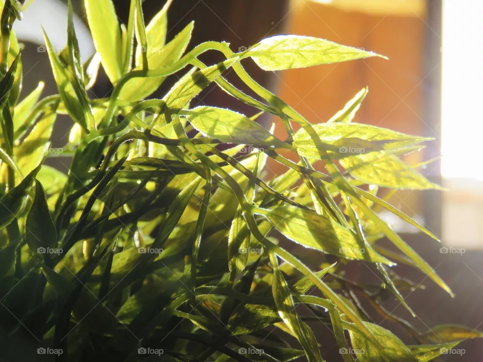 Plants 🌱