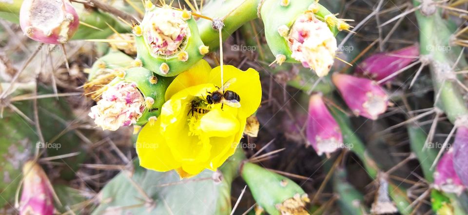 Beautiful bee on a yellow cactus flower.