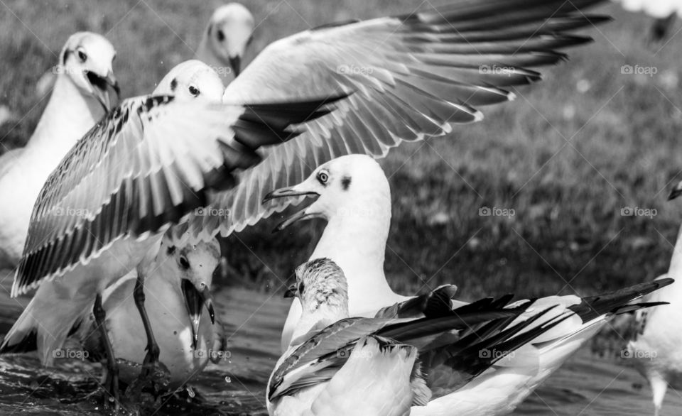seagulls in monochrome