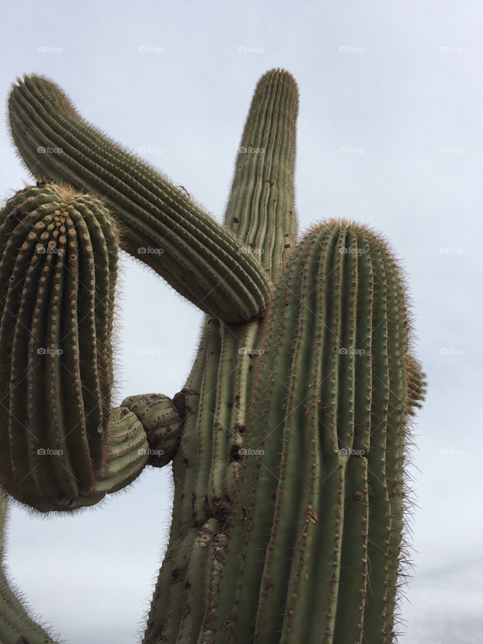Cactus. Phoenix, AZ.