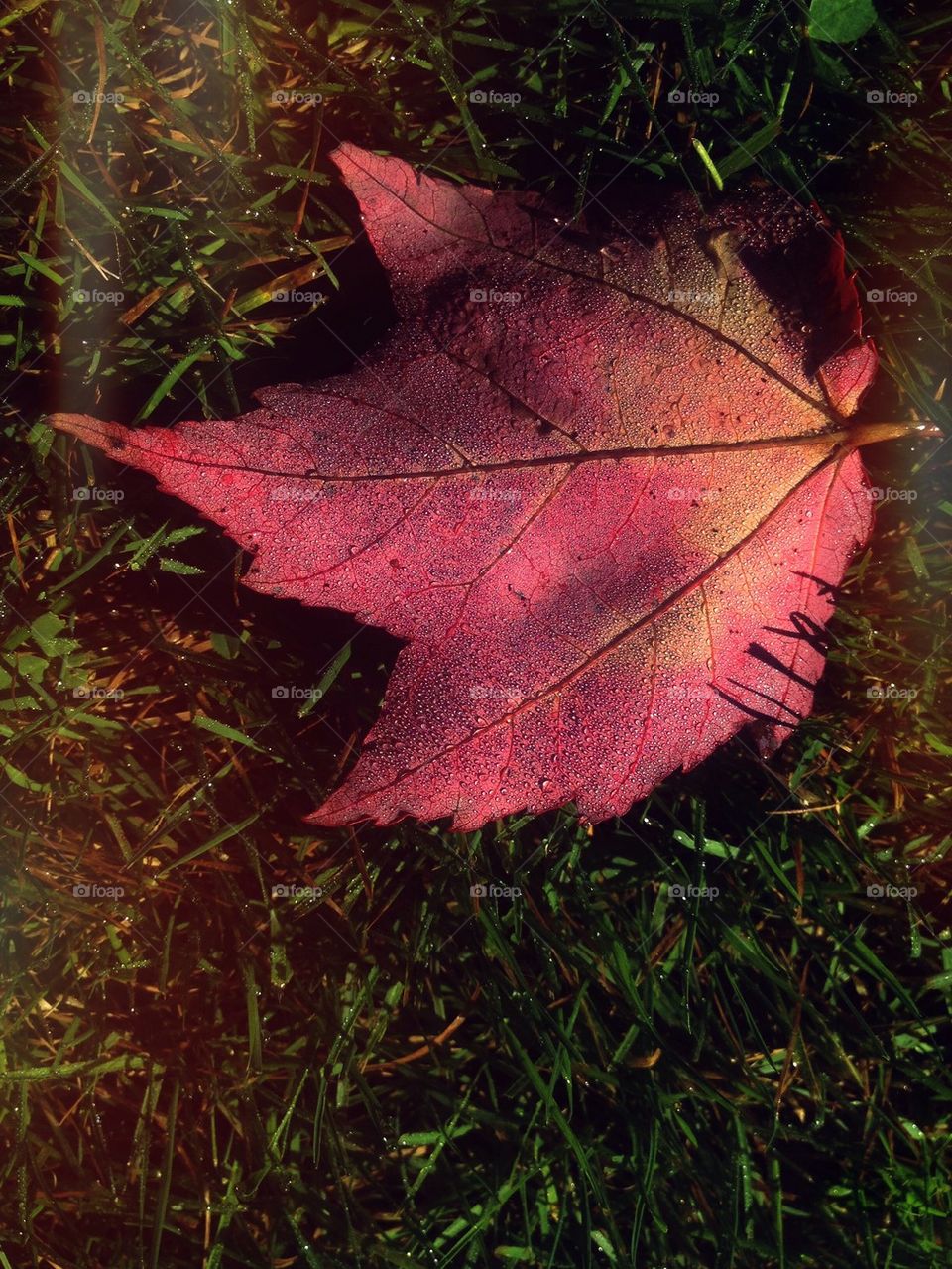 outdoors red grass leaves by jmh