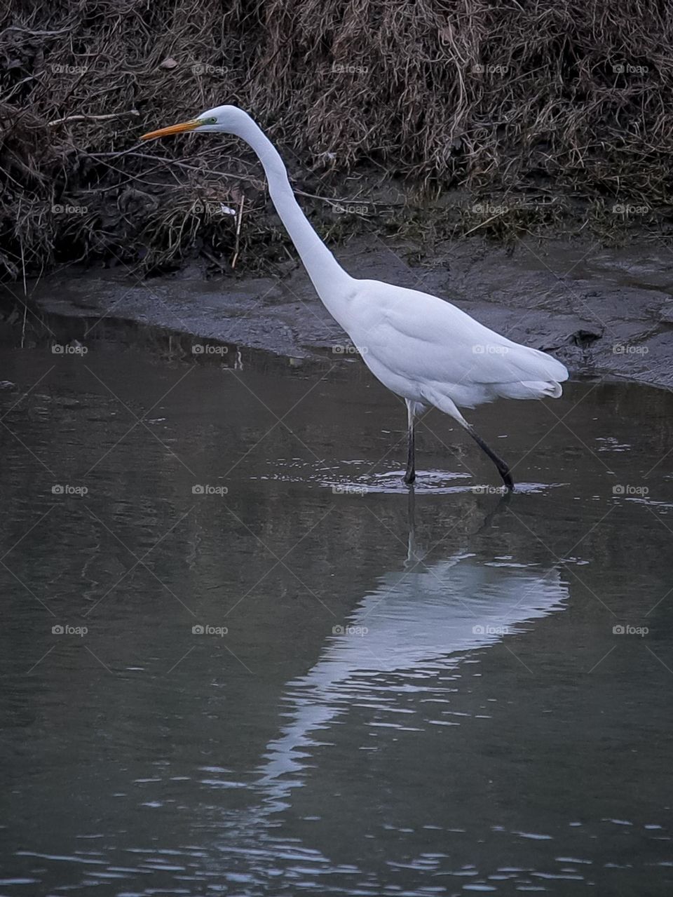 Egret