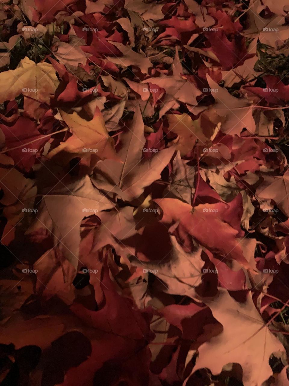 Gorgeous hues of red fallen leaves. 