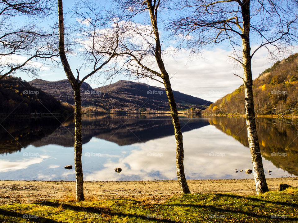 Trees in front of a lake. 