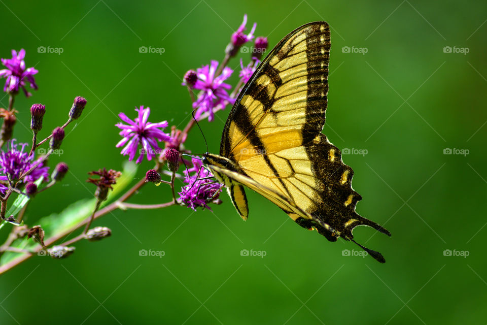 butterfly in the park