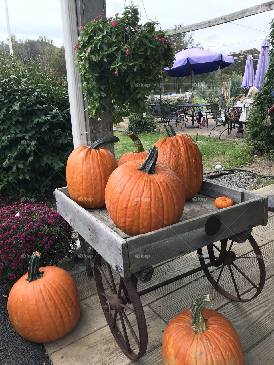 Pumpkin back