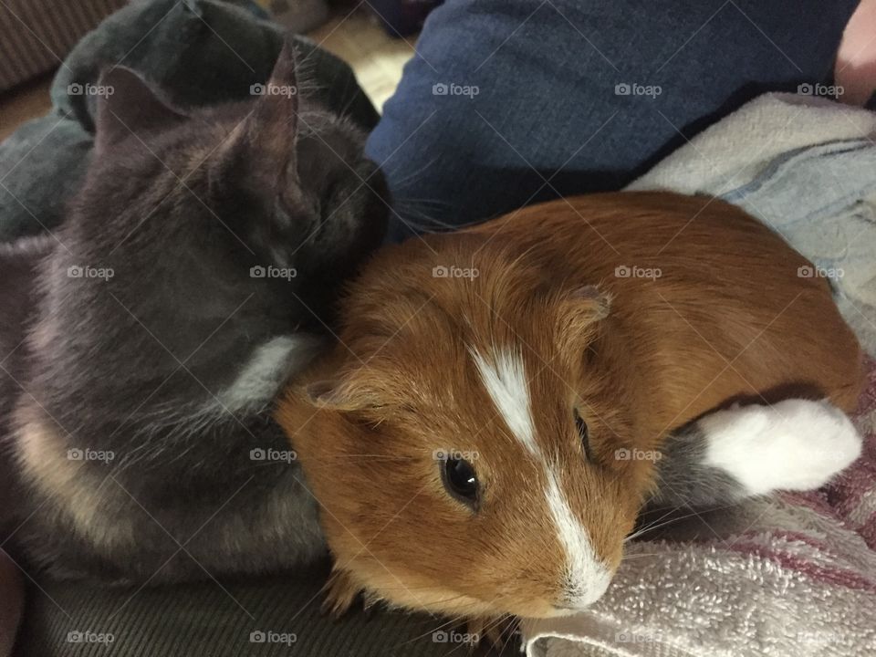 Snuggles with best friend 