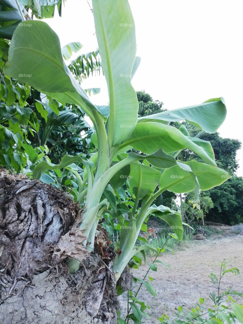 little banana tree