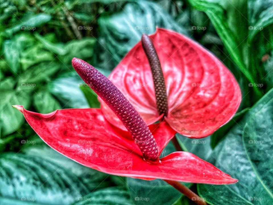 DEVIL’S TONGUE PLANT