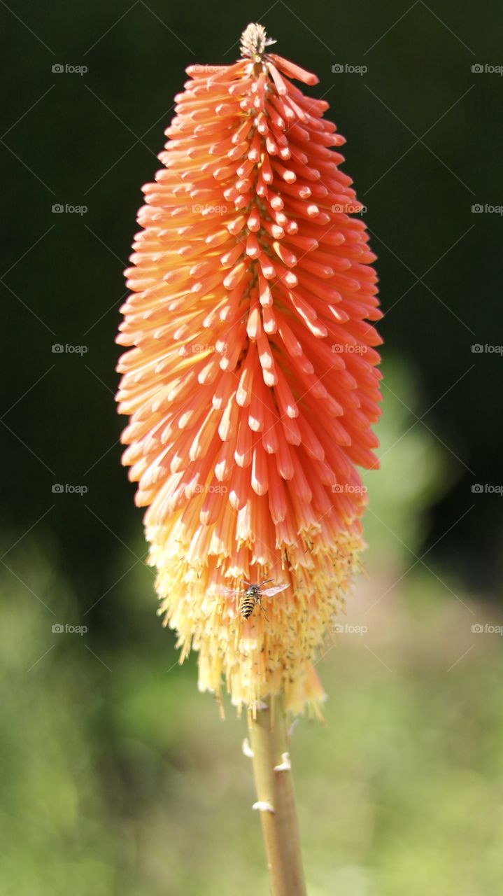 Flower with bee