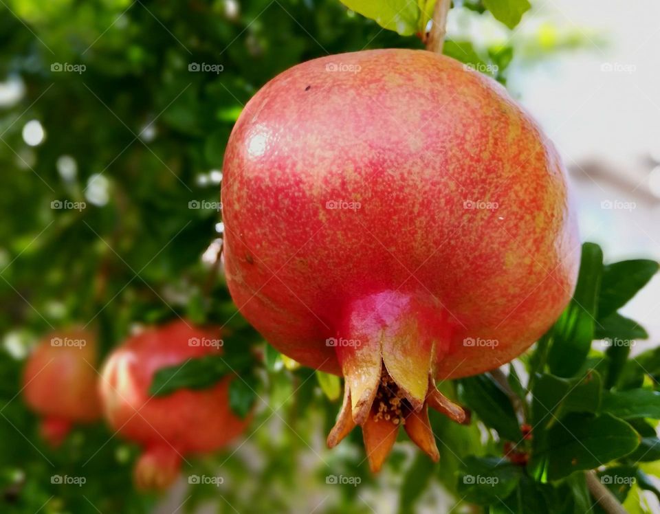 Autumn harvest is in sight
