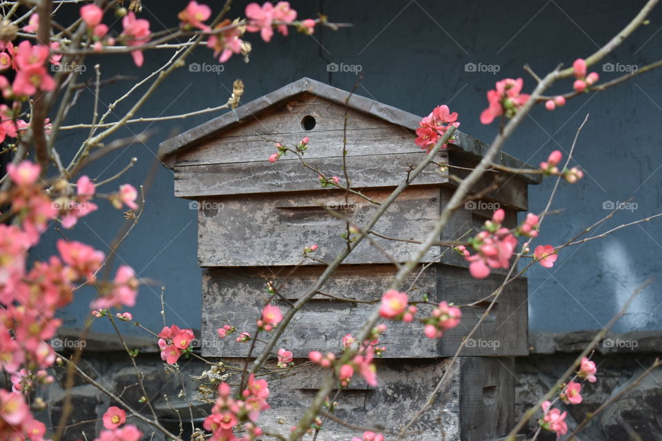 blooming tree in front of a bee hive